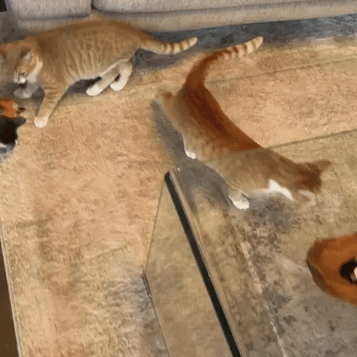 KAXEAT K1 – Das Spielzeug, das den Jagdinstinkt Ihrer Katze sofort aktiviert.